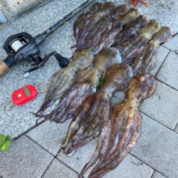 HS蛸散歩。11杯。。