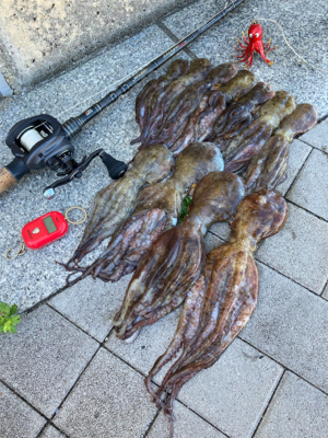 HS蛸散歩。11杯。。