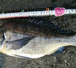 『釣りデビュー(^^)』216