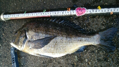 『釣りデビュー(^^)』216