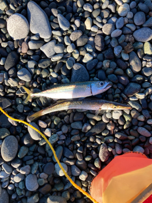 弓角釣れました。