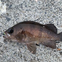 デイメバリング