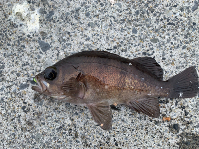 デイメバリング