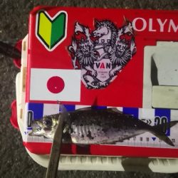 アジング練習　311