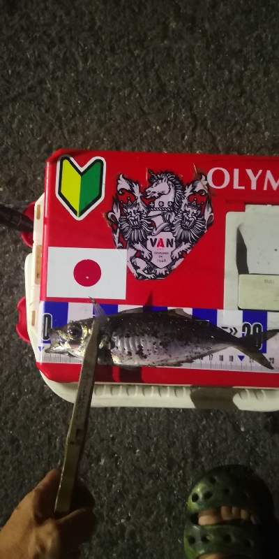 アジング練習　311