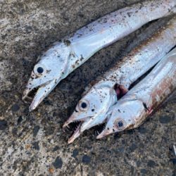 ベイトっけはなかったけど、