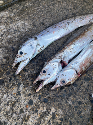 ベイトっけはなかったけど、