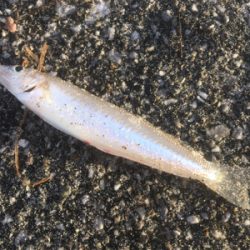 海草天秤に海草が‥