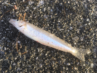 海草天秤に海草が‥