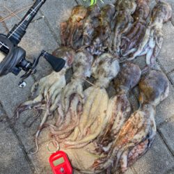 今朝もHC蛸散歩。11杯1815g。。