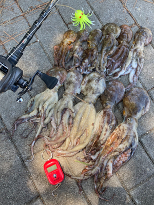 今朝もHC蛸散歩。11杯1815g。。