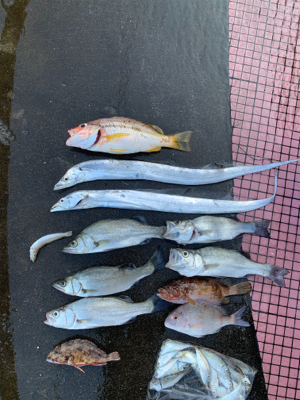 アジ泳がせで大爆釣！