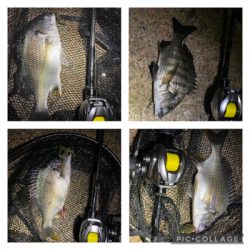 連休雨なら降る前に釣りへ