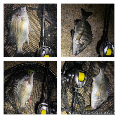 連休雨なら降る前に釣りへ