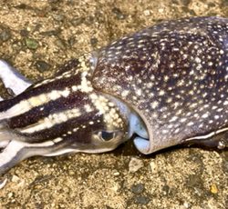 シリヤケ掛けた!魚釣果は坊主。