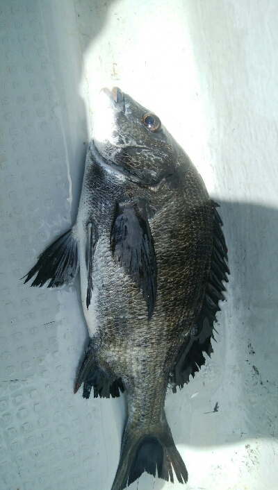 『釣りデビュー☆』218