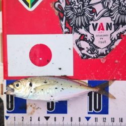 アジング練習 312 豆鯵