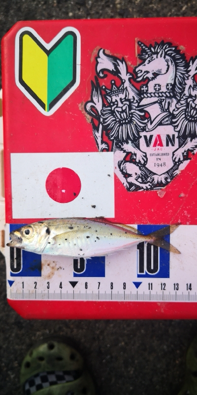 アジング練習 312 豆鯵