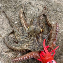 ⭐︎リリースサイズ