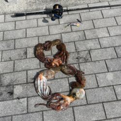 南港タコ釣り