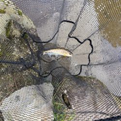 黒保根渓流フィッシングさんでミノーイング