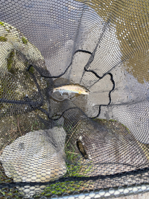 黒保根渓流フィッシングさんでミノーイング