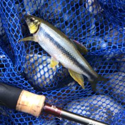 釣りキャン&ネイティブトラウト