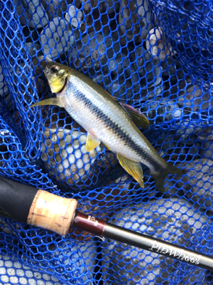 釣りキャン&ネイティブトラウト