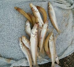 キス　ツバイソ　小鯛