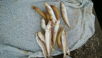 キス　ツバイソ　小鯛