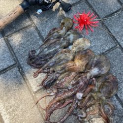 サイズが萎んだHC蛸散歩。6杯。。