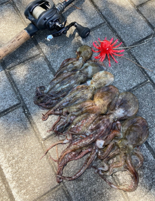 サイズが萎んだHC蛸散歩。6杯。。