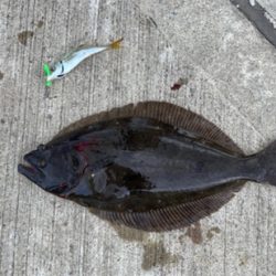 またまたヒラメ！