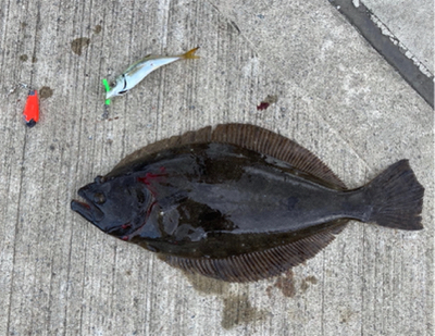 またまたヒラメ！