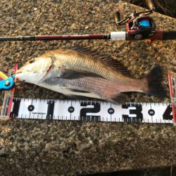 チヌ40cm