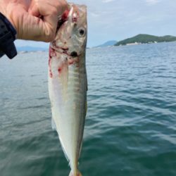 太刀魚ジギング