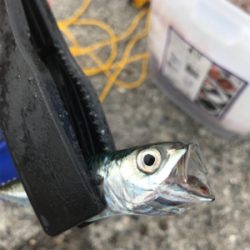 仕事終わりに釣りに行きました