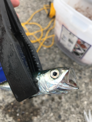 仕事終わりに釣りに行きました