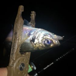 アジング練習　313