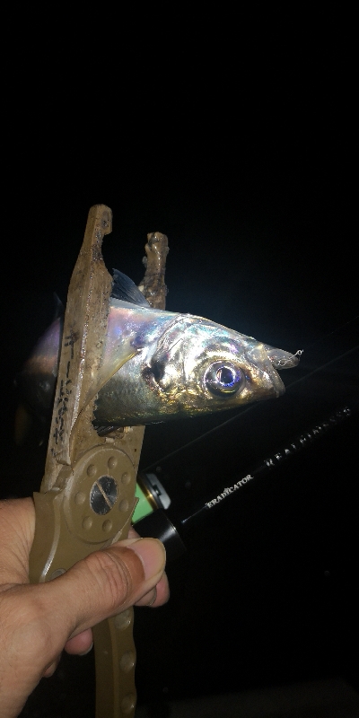 アジング練習　313