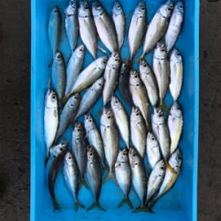 本日は不漁でした