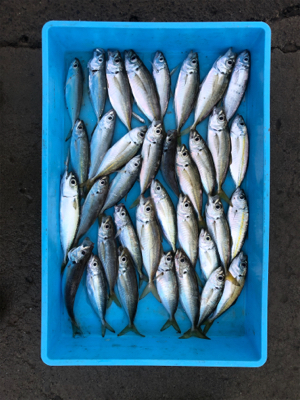 本日は不漁でした