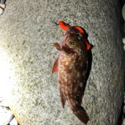 キジハタリベンジ