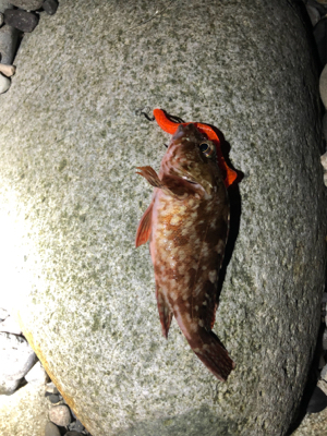 キジハタリベンジ