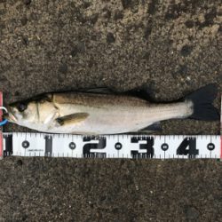 朝の部・昼の部・夜の部(=ﾟωﾟ)ﾉ