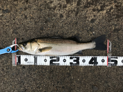 朝の部・昼の部・夜の部(=ﾟωﾟ)ﾉ