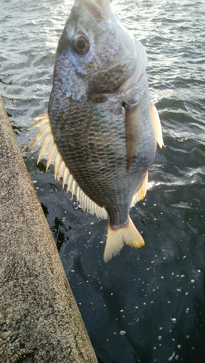 『釣りデビュー♬♬♬』221