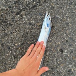 寝坊して１匹のみ