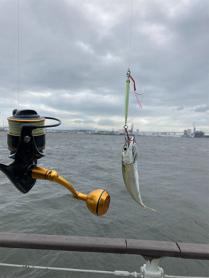 強風爆風のもと小鯖と戯れサヨリまで。。