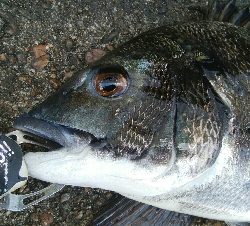 『釣りデビュー♡』222日目